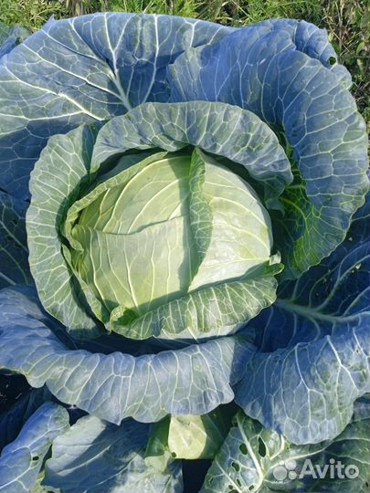 Капуста свежая