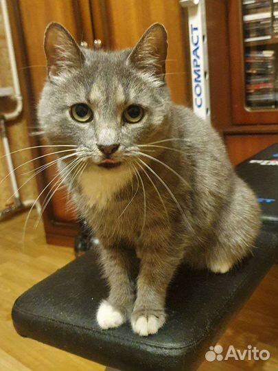 Серебристая звезда