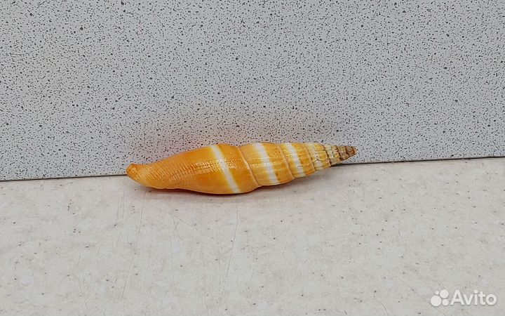 Митра Аллая 6,9 морская ракушка раковина