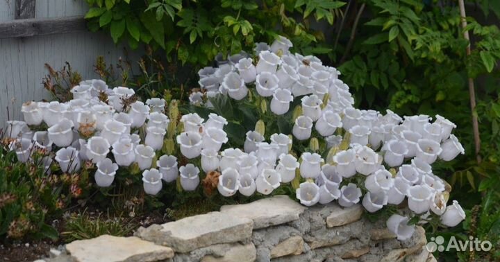 Садовые многолетники