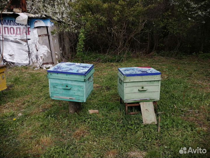 Улей с пчелами и медом