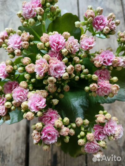 Коланхой Розалинда