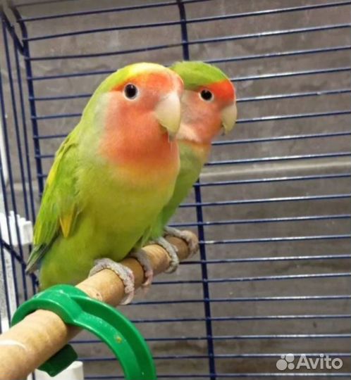 Домашние попугаи неразлучники, парами и без
