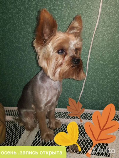 Ветеринарные услуги и стрижки животных