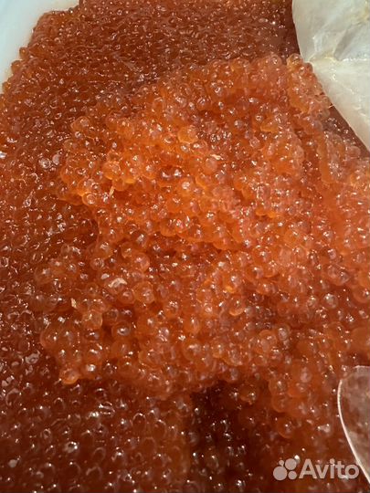 Икра красная кеты 2023