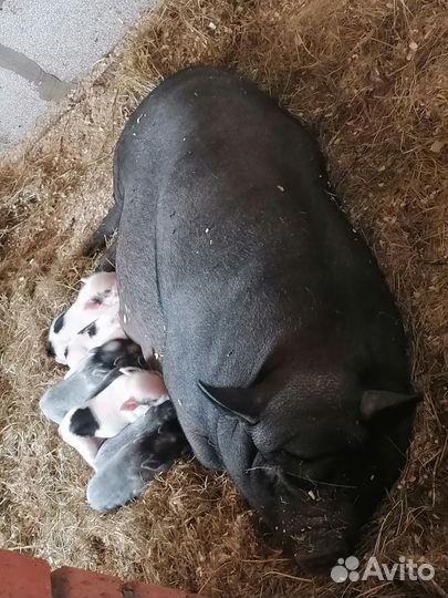 Вьетнамские поросята д. р 05.09.23