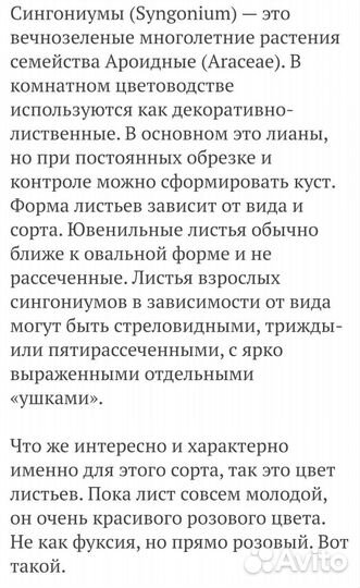 Сингониум неон пинк