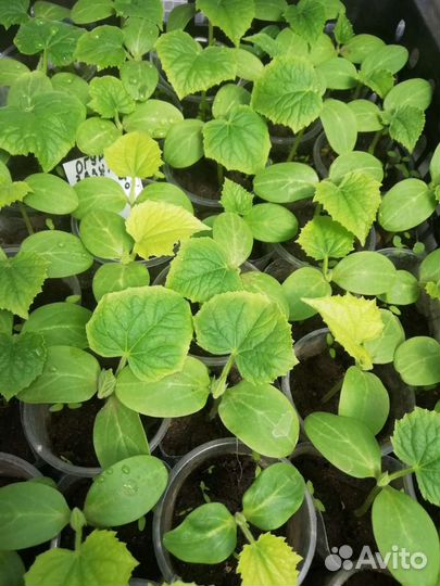 Рассада Огурцов