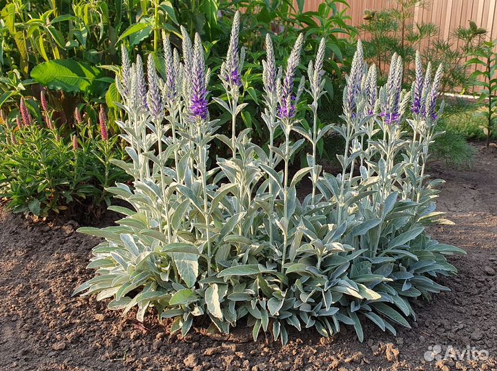 Вероника седая