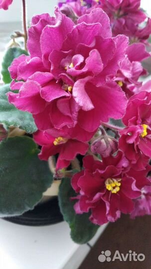 Комнатные цветы фиалки