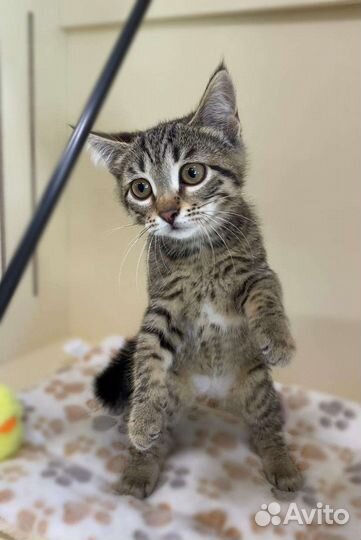 Трогательная полосатая девочка котенок в дар