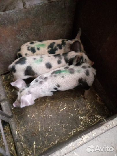 Поросенок ландрас