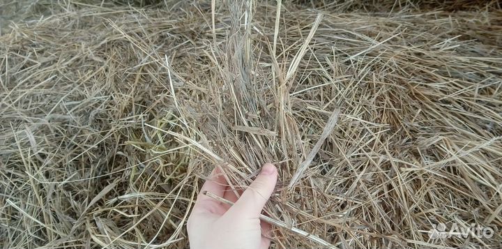 Продам сено в тюках