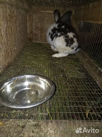Продам крольчих 3 шт и крола осеменителя 1 шт