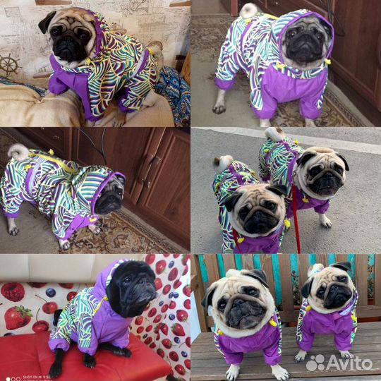 Одежда собак мопс бульдог французский