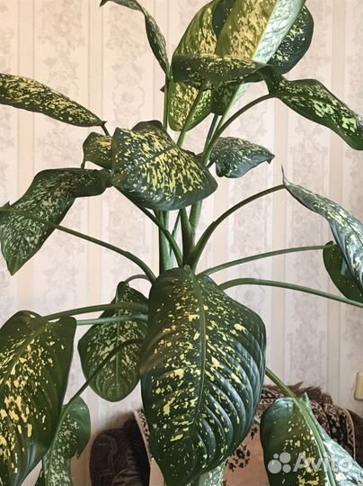 Диффенбахия