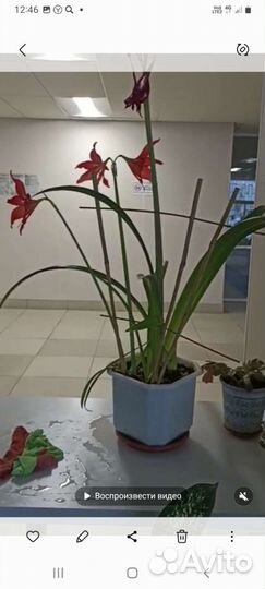 Гиппиаструм