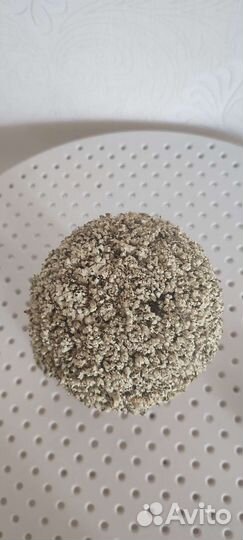 Дерево бонсай живое