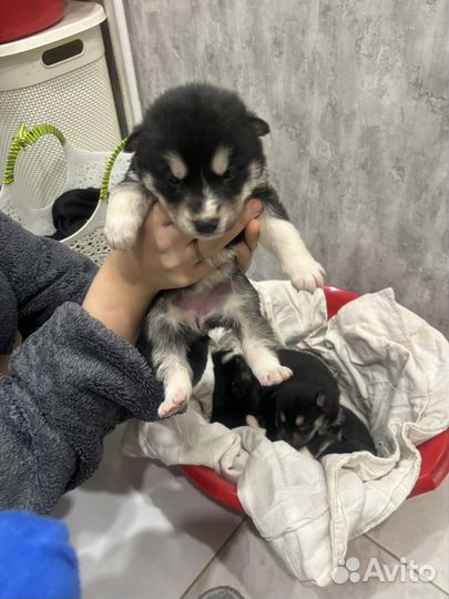 Сибирский хаски (метисы)