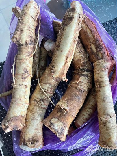 Продам корень хрена и продукты переработки хрена