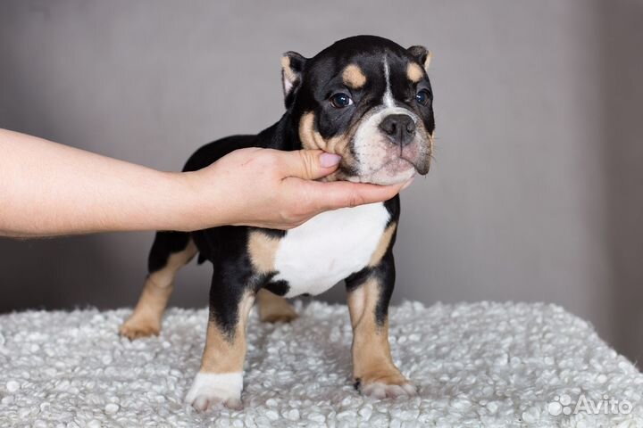 Девочка амбулли