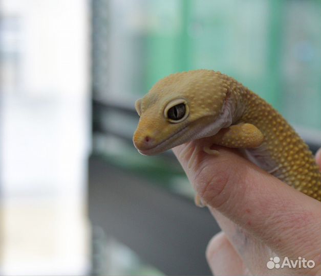 Геккон эублефар