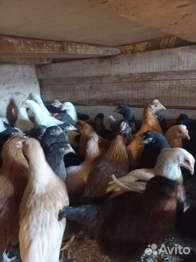 Куры - несушки доминанты