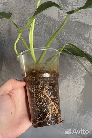 Филодендрон Jose Buono