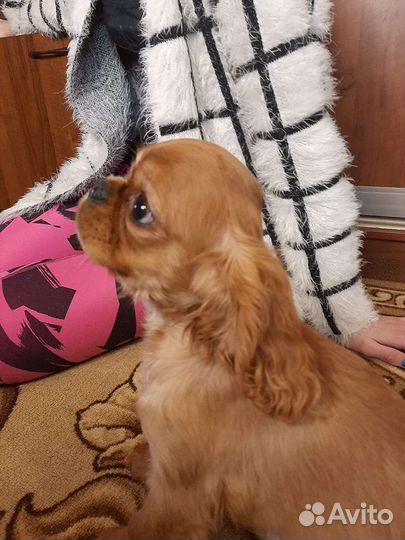 Щенки кавалерушки ккчс