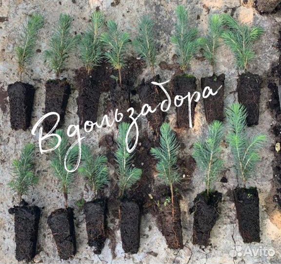 Ель колючая голубая