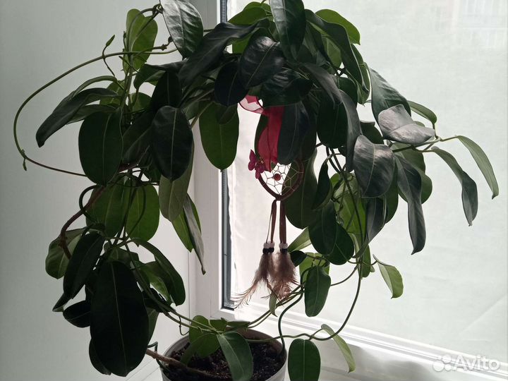 Стефанотис