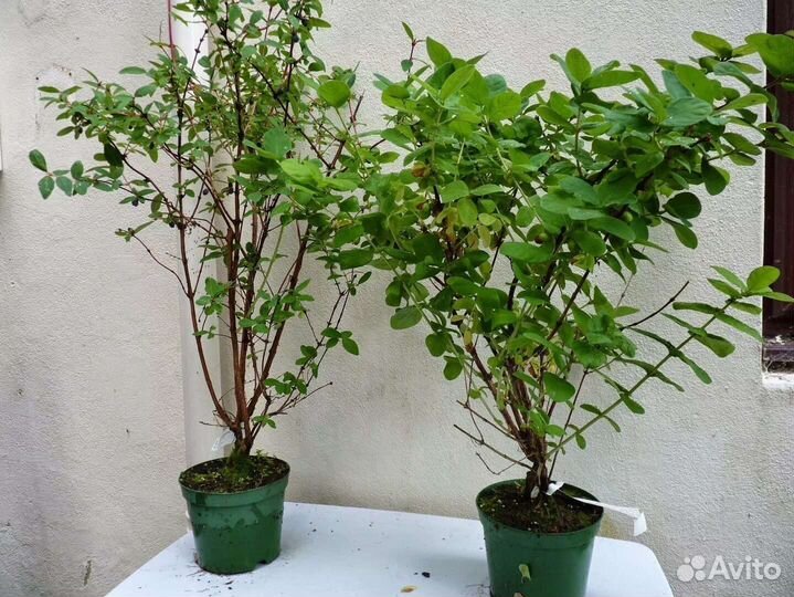 Саженцы жимолости