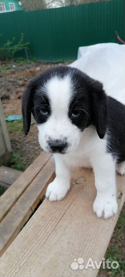 Метисы бигля