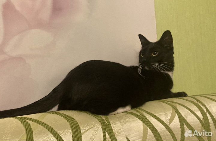 Котик Маркиз Томассино 2 года в добрые руки