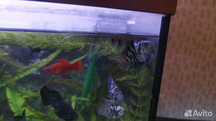 Мальки рыбок