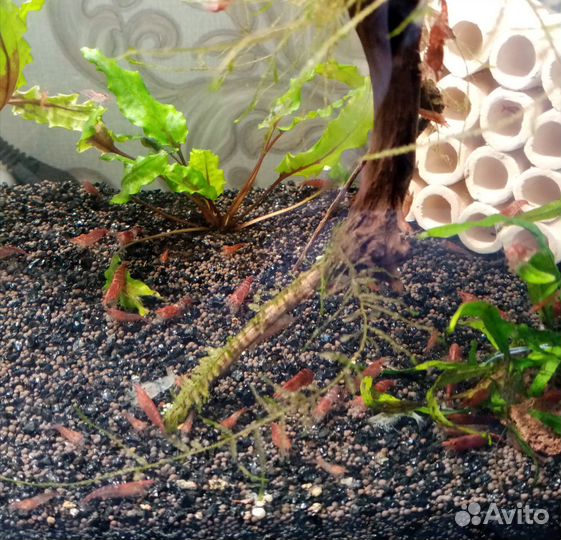 Креветки Вишня