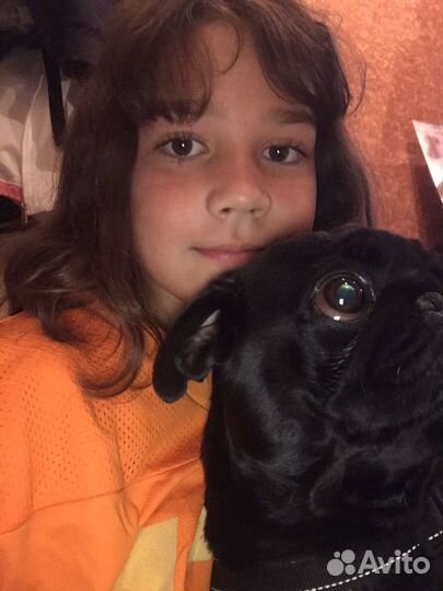 Выгул собак