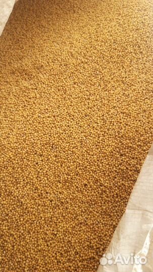 Горчица белая семена сидерат