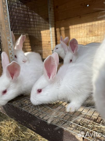 Кролики мясных пород