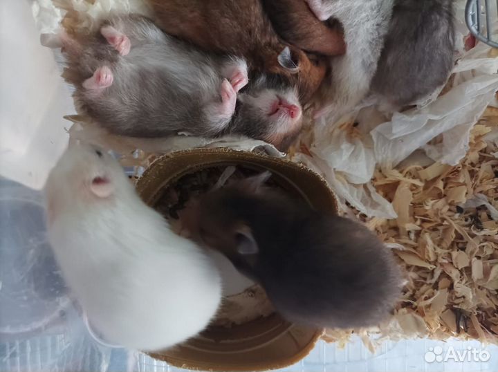 Сирийский хомяк