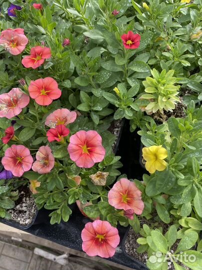 Калибрахоа, вербена, остеоспермум вегетативные