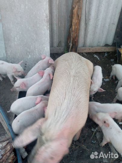 Продам поросяток