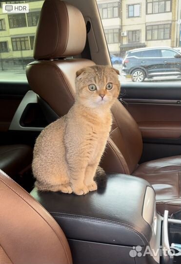 Котик на вязку