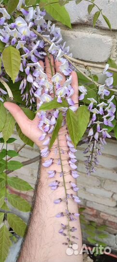 Глициния, Клематис, Роза, Сирень и др