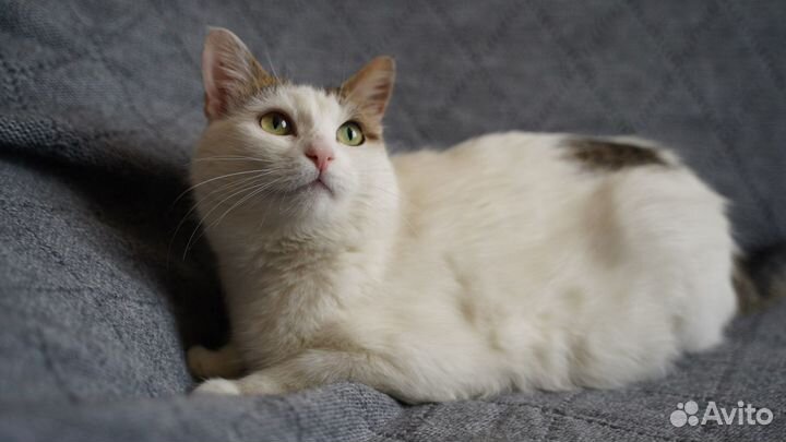 Мурка в добрые руки