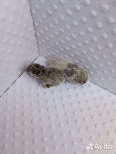 Кролик мини карликовый.доставка