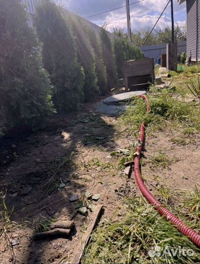 Туи колумна