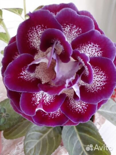 Клубни и листья глоксиний