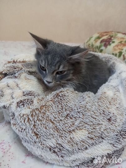 Кот в добрые руки