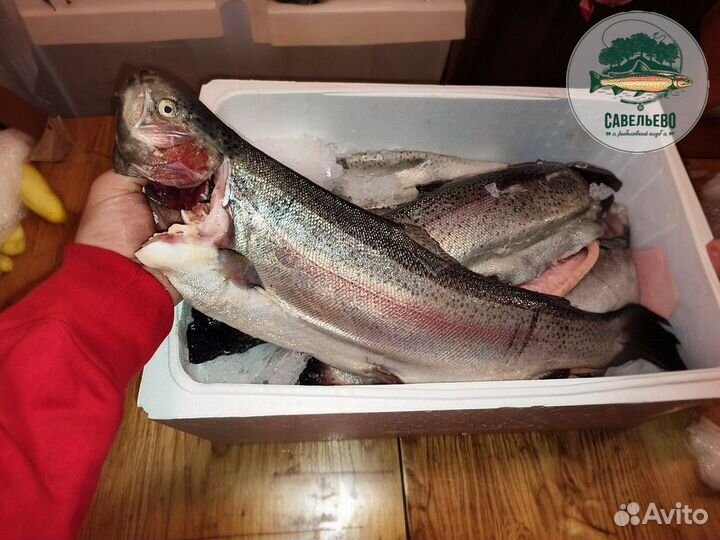 Форель охлажденная потрошеная Оптом и в Розницу